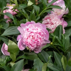 Pivoine de Chine Monsieur Jules Elie - Des fleurs XXL au jardin