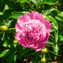 Pivoine de Chine Monsieur Jules Elie - Des fleurs XXL au jardin