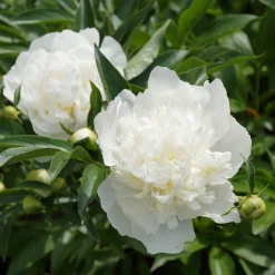 Pivoine 'Duchesse de Nemours' - Le parfum blanc du printemps