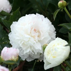 Pivoine 'Duchesse de Nemours' - Le parfum blanc du printemps