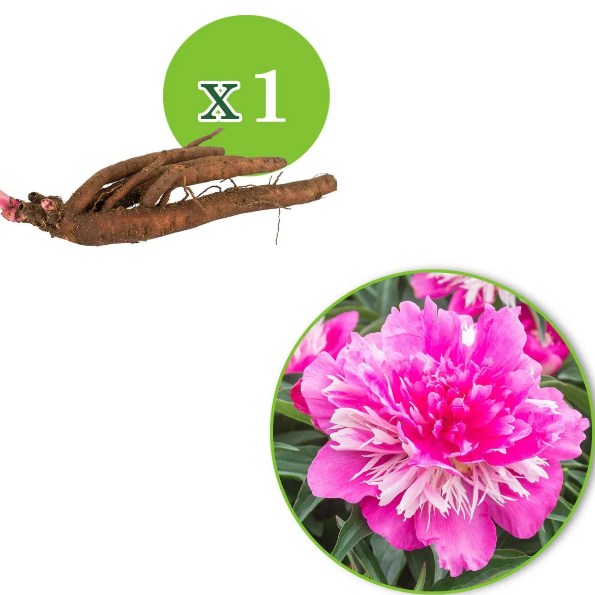 Pivoine 'Fantastic' - La reine des massifs romantiques