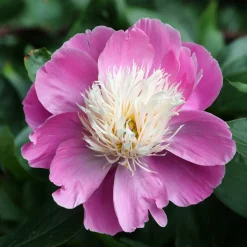 Pivoine 'Fantastic' - La reine des massifs romantiques