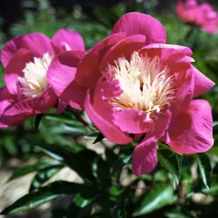 Pivoine 'Fantastic' - La reine des massifs romantiques