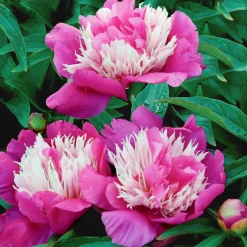 Pivoine 'Fantastic' - La reine des massifs romantiques