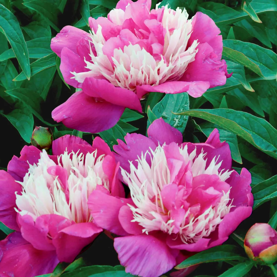 Pivoine 'Fantastic' - La reine des massifs romantiques