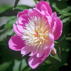 Pivoine 'Fantastic' - La reine des massifs romantiques