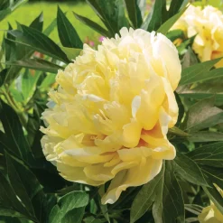 Pivoine Itoh Bartzella - Le jaune qui illumine