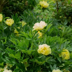 Pivoine Itoh Bartzella - Le jaune qui illumine