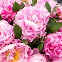 Pivoine Jacorma - Grosses fleurs roses parfumées