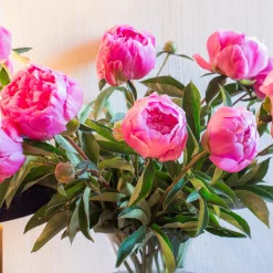 Pivoine Jacorma - Grosses fleurs roses parfumées
