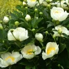 Pivoine Jan Van Leeuwen - Grosses fleurs blanches parfumées