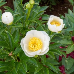Pivoine Jan Van Leeuwen - Grosses fleurs blanches parfumées