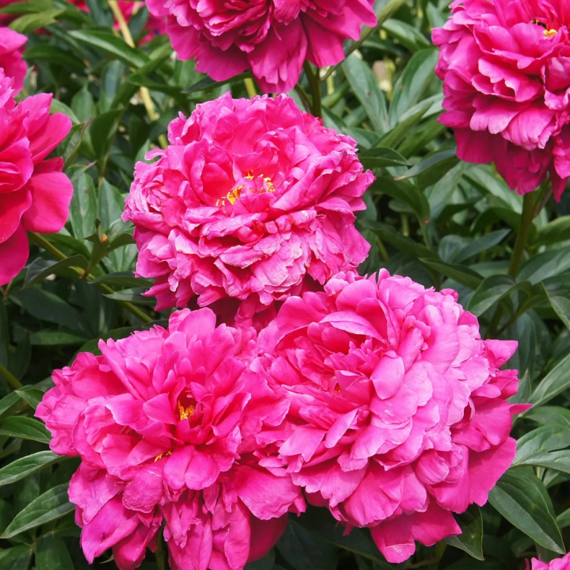 Pivoine Kansas - Des fleurs fuchsia XXL