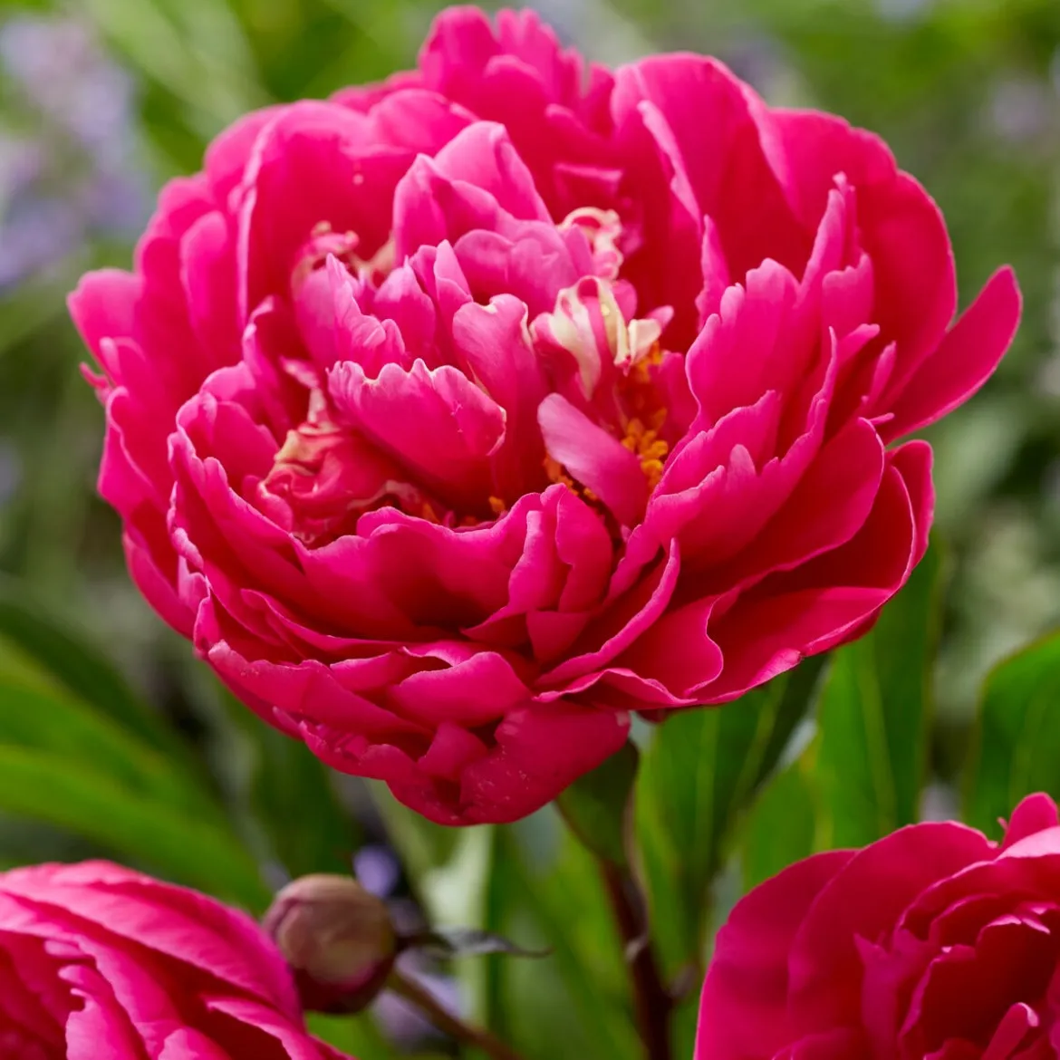 Pivoine 'Karl Rosenfield' - Un rouge qui claque au jardin