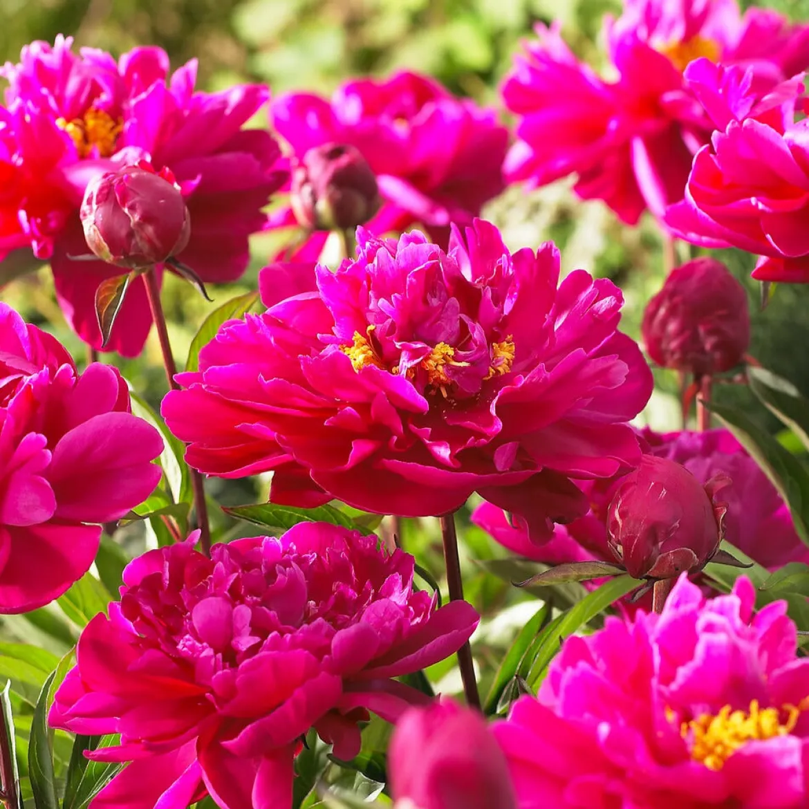 Pivoine 'Karl Rosenfield' - Un rouge qui claque au jardin