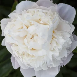 Pivoine lactiflora Fleur de Pêcher - La fleur qui rend le jardin chic