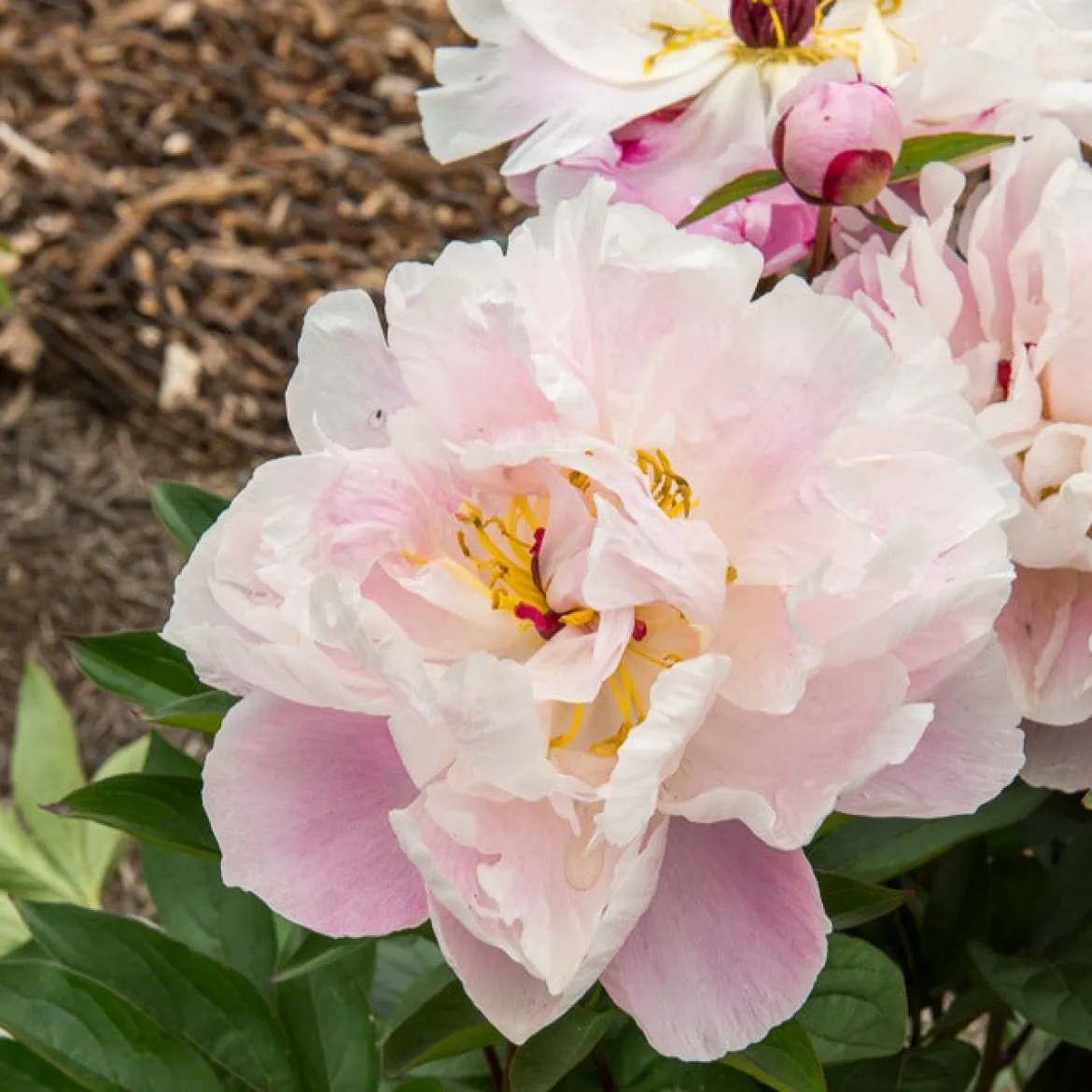 Pivoine Lady Alexandra Duff - Des fleurs roses parfumées