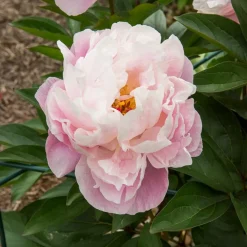 Pivoine Lady Alexandra Duff - Des fleurs roses parfumées