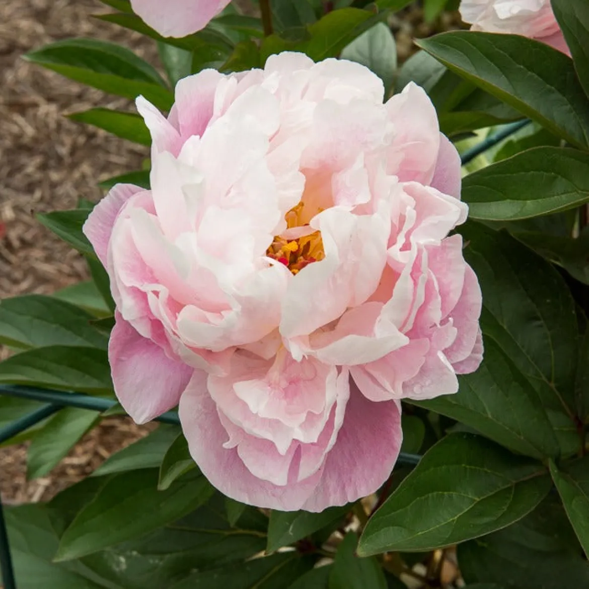 Pivoine Lady Alexandra Duff - Des fleurs roses parfumées