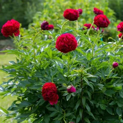 Pivoine Red Charm - Le rouge qui claque au jardin
