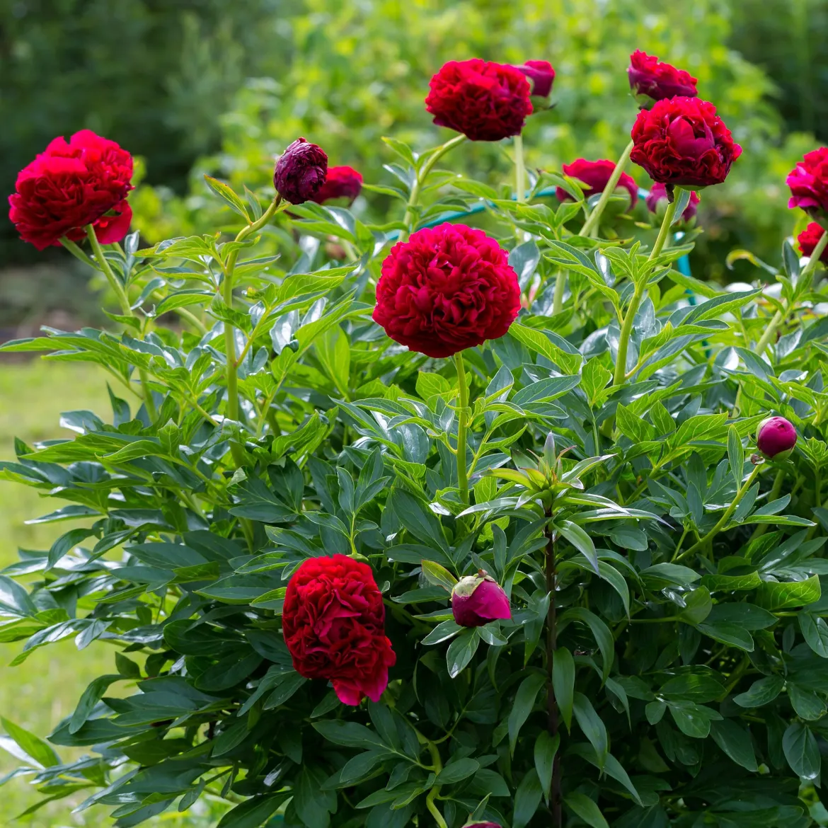 Pivoine Red Charm - Le rouge qui claque au jardin