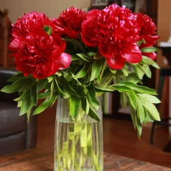 Pivoine Red Charm - Le rouge qui claque au jardin