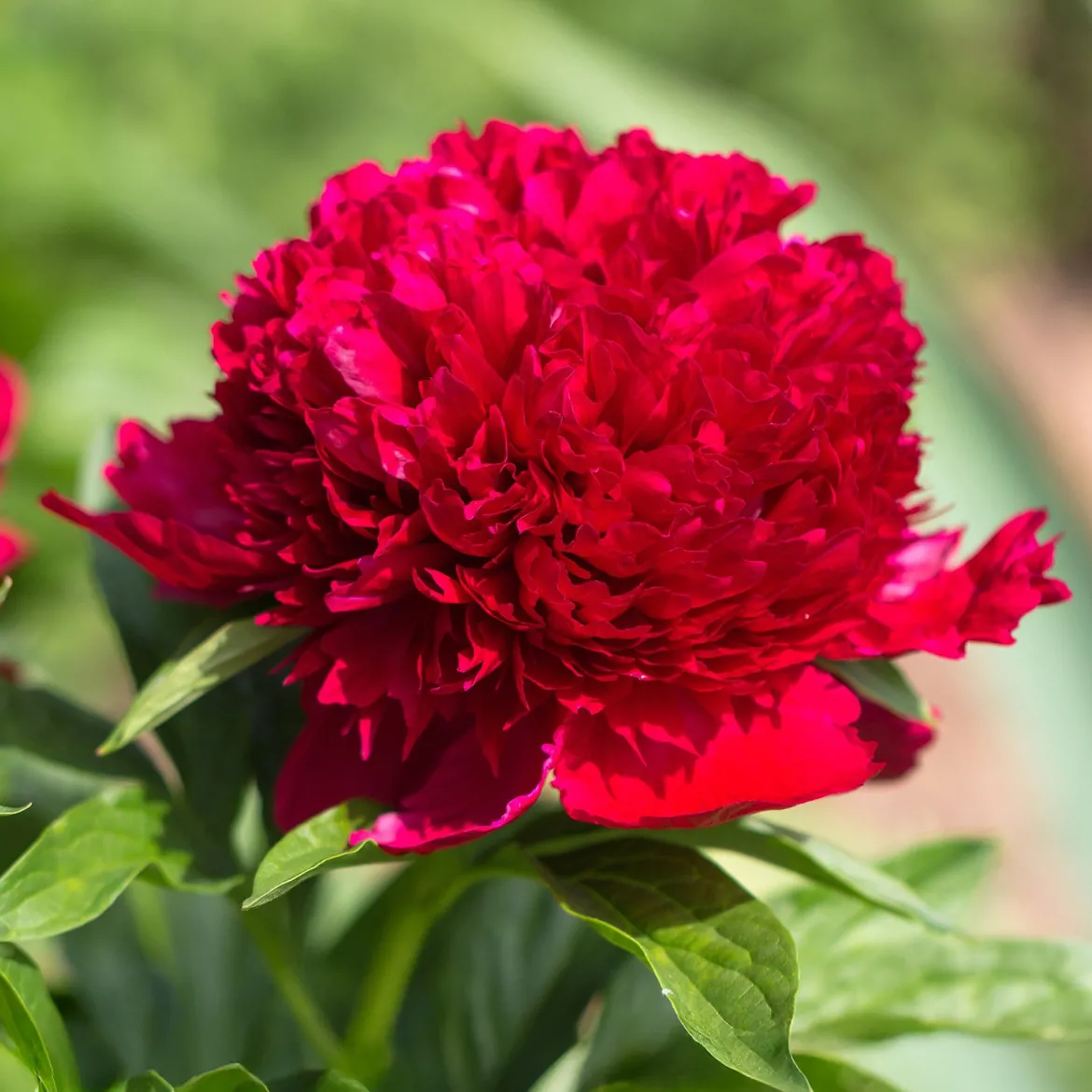 Pivoine Red Charm - Le rouge qui claque au jardin