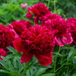 Pivoine Red Charm - Le rouge qui claque au jardin