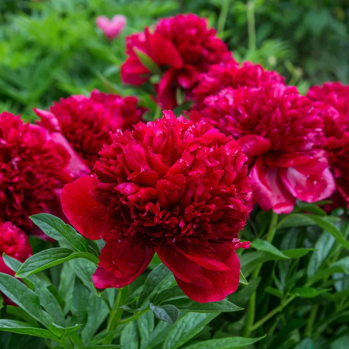 Pivoine Red Charm - Le rouge qui claque au jardin