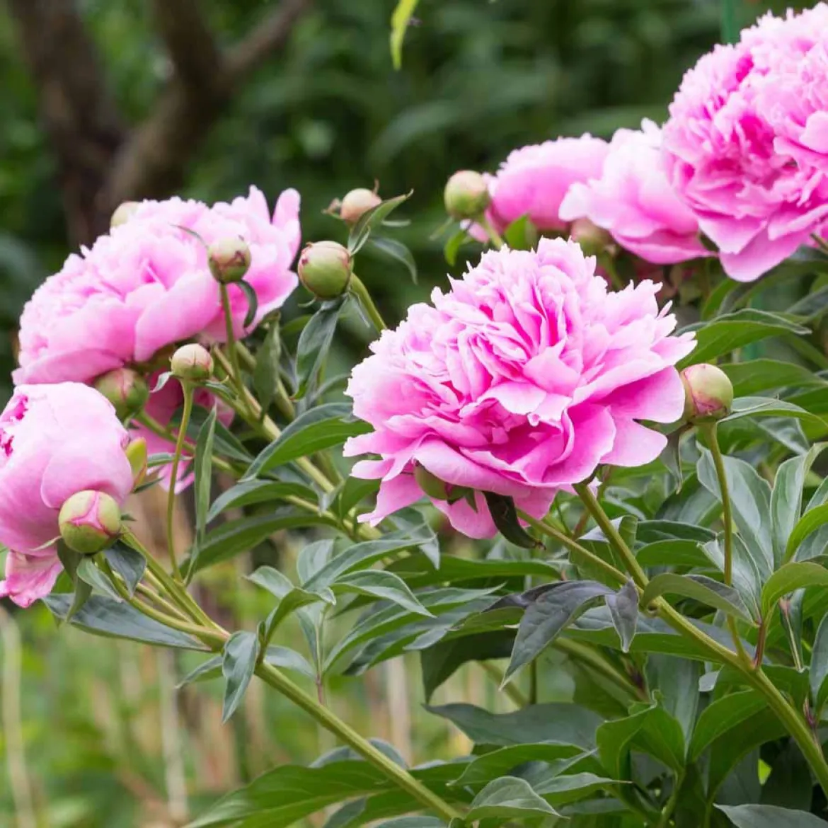 Pivoine rose - Des fleurs XXL au jardin