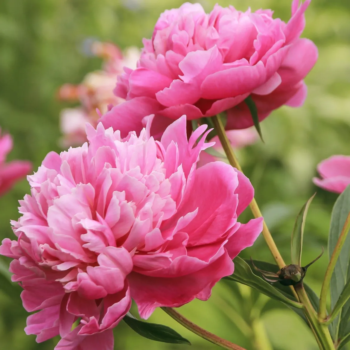 Pivoine rose - Des fleurs XXL au jardin