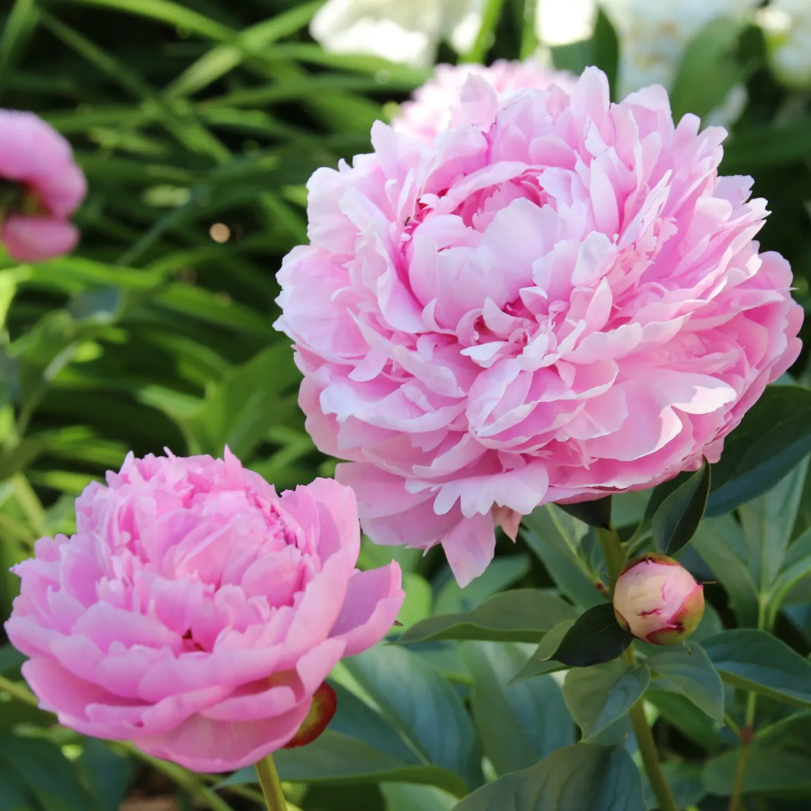 Pivoine 'Sarah Bernhardt' - Des fleurs XXL au jardin