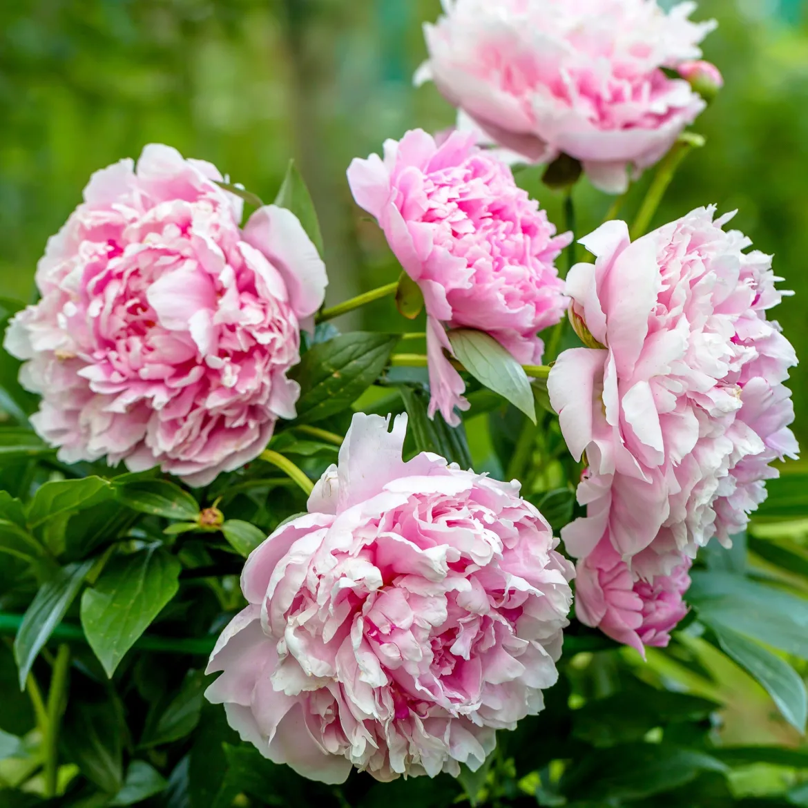 Pivoine 'Sarah Bernhardt' - Des fleurs XXL au jardin