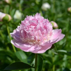 Pivoine 'Sorbet' - Une fleur, trois teintes