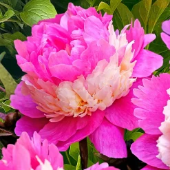 Pivoine 'Sorbet' - Une fleur, trois teintes