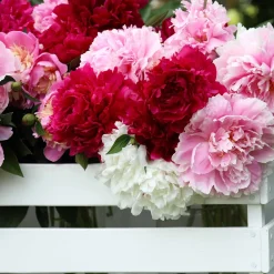 3 Pivoines parfumées rouge, rose, blanche en mélange - Un trio parfumé qui dure