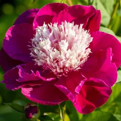 Pivoine White Cap - Le bicolore qui fait tout