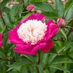 Pivoine White Cap - Le bicolore qui fait tout