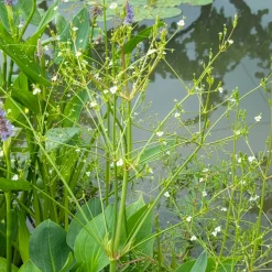 Plantain d'eau - Un bassin vivant sans effort