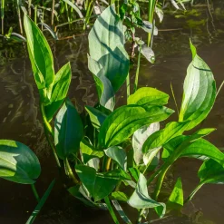 Plantain d'eau - Un bassin vivant sans effort
