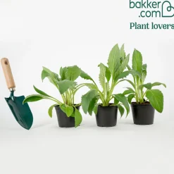 Plant Artichaut Vert de Laon - Gros cœurs fondants au jardin