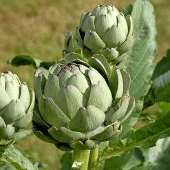 Plant Artichaut Vert de Laon - Gros cœurs fondants au jardin