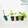 Plant Aubergine Baluroi F1 - Des aubergines dès l'été