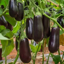 Plant Aubergine Baluroi F1 - Des aubergines dès l'été