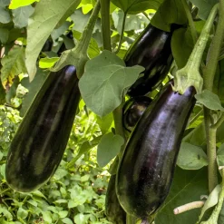 Plant Aubergine Baluroi F1 - Des aubergines dès l'été