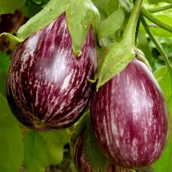 Plant Aubergine zébrée violette Rania - Des aubergines zébrées faciles