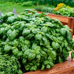 Plant Basilic Grand vert - Le vrai goût du pesto maison