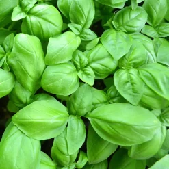 Plant Basilic Grand vert - Le vrai goût du pesto maison