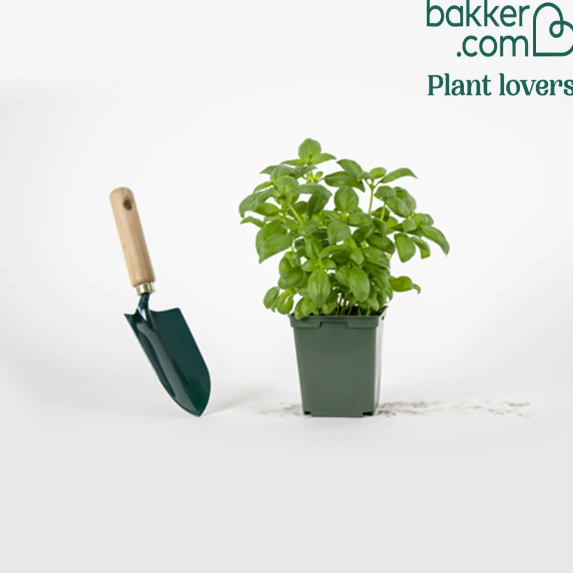 Plant Basilic Grand vert - Le vrai goût du pesto maison