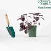 Plant Basilic pourpre - La couleur qui parfume tout